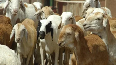 Eid sheep prices expose warped economics of Sudan war