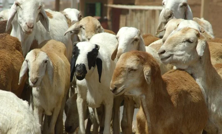 Eid sheep prices expose warped economics of Sudan war