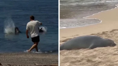 Entitled Tourist Yells "I'm Rich" After Throwing Rock At Beloved Seal, Local Gives Him Instant Karma