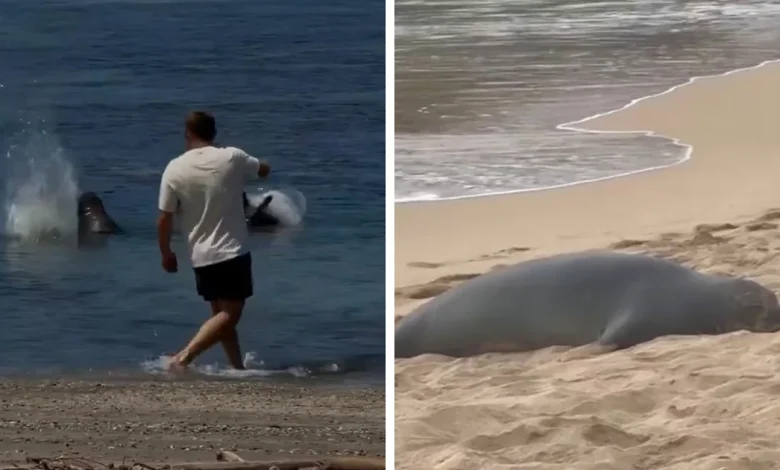 Entitled Tourist Yells "I'm Rich" After Throwing Rock At Beloved Seal, Local Gives Him Instant Karma