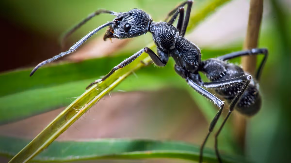 Expert explains how to get rid of 'springtime ants' appearing in homes and gardens