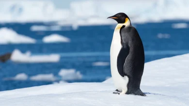 Failure to act on Antarctica leaves Emperor penguin out in the cold