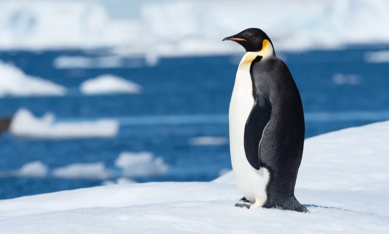 Failure to act on Antarctica leaves Emperor penguin out in the cold