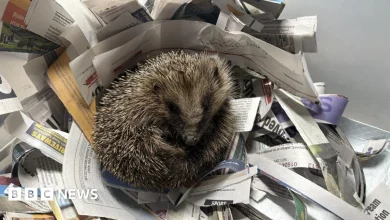 'Fantastic outcome' for hedgehog in farmyard fix