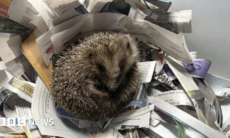 'Fantastic outcome' for hedgehog in farmyard fix