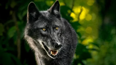 First gray wolf spotted in Sequoia in over 100 years