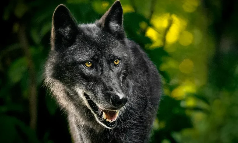 First gray wolf spotted in Sequoia in over 100 years