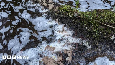 Fish, eels and birds killed in river pollution incident