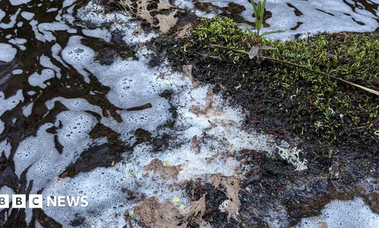 Fish, eels and birds killed in river pollution incident