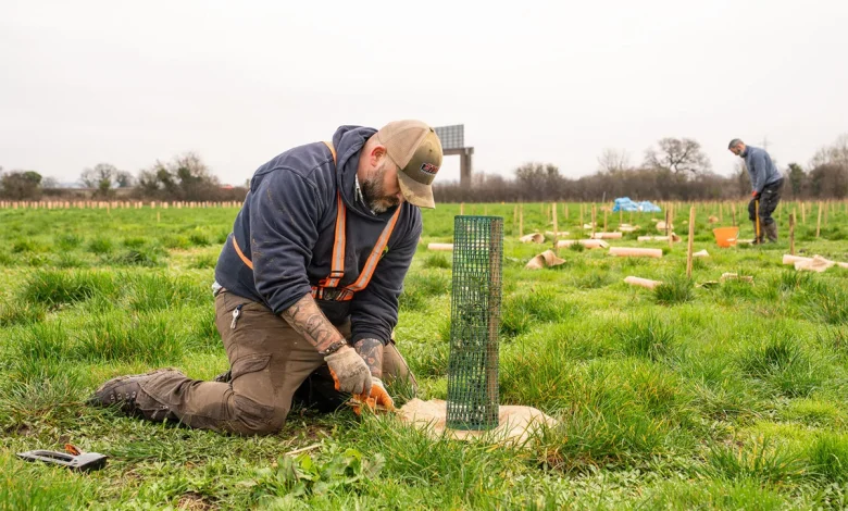 Five thousand trees - and the fungi experiment that could change how Britain plants trees