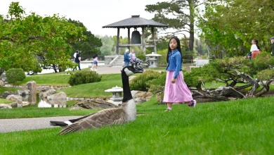 Geese and guests share a spring Victoria Day moment at Nikka Yuko as weather turns in Lethbridge