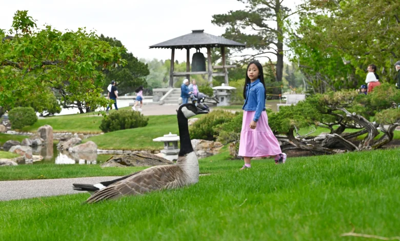 Geese and guests share a spring Victoria Day moment at Nikka Yuko as weather turns in Lethbridge