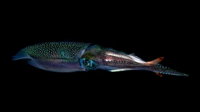Giant squid found in Western Australian waters in eDNA study