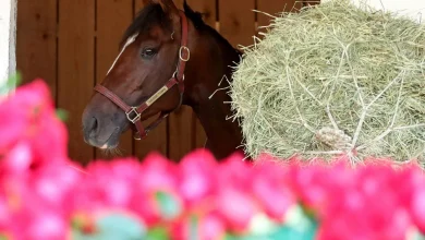 Golden Tempo Will Pass Preakness, Aim for Belmont