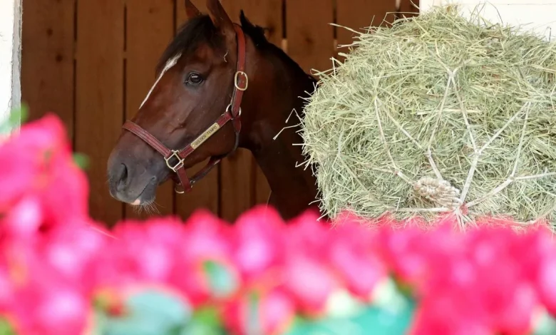 Golden Tempo Will Pass Preakness, Aim for Belmont