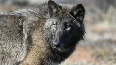 Gray wolf spotted in Sequoia National Park for first time in more than 100 years