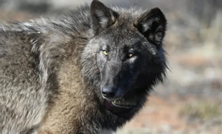Gray wolf spotted in Sequoia National Park for first time in more than 100 years