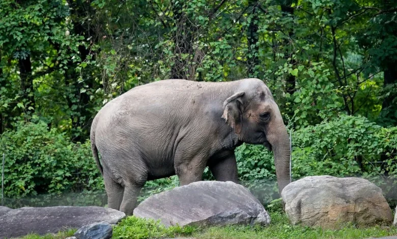 Happy, Bronx Zoo Elephant at Center of Animal Rights Case, Is Dead at 55