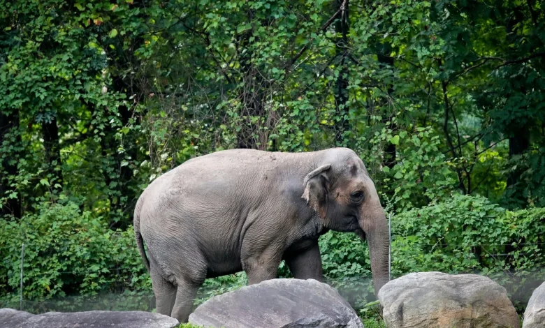 Happy, who taught researchers that elephants can recognize themselves, is euthanized
