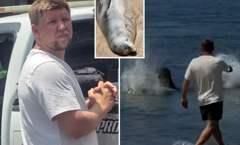 Hawaii local hailed a hero for beating entitled tourist caught on viral video hurling rock at beloved seal ‘Lani’