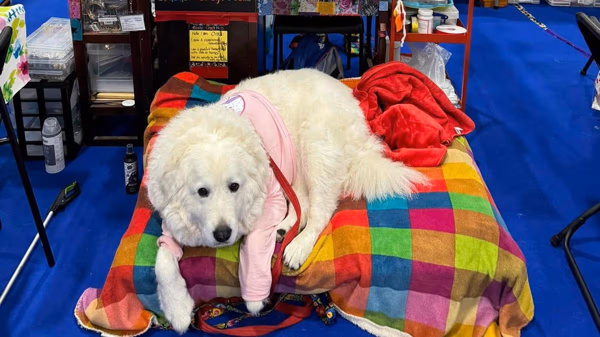 Heartbreak in Exeter as 'beloved' therapy dog diagnosed with cancer