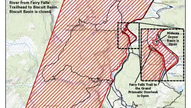 Hikers injured by bear in Yellowstone National Park