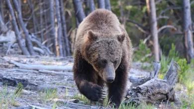 Hikers injured by bears in Yellowstone National Park