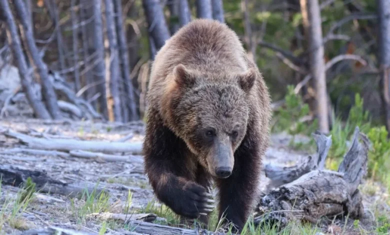 Hikers injured by bears in Yellowstone National Park