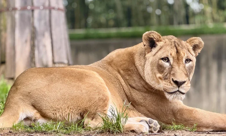 How Do Zookeepers Know When It’s Time to Say Goodbye to an Aging Animal?