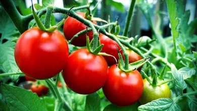 How to Create the Best Soil for Tomatoes—and Grow Bigger, Healthier Plants