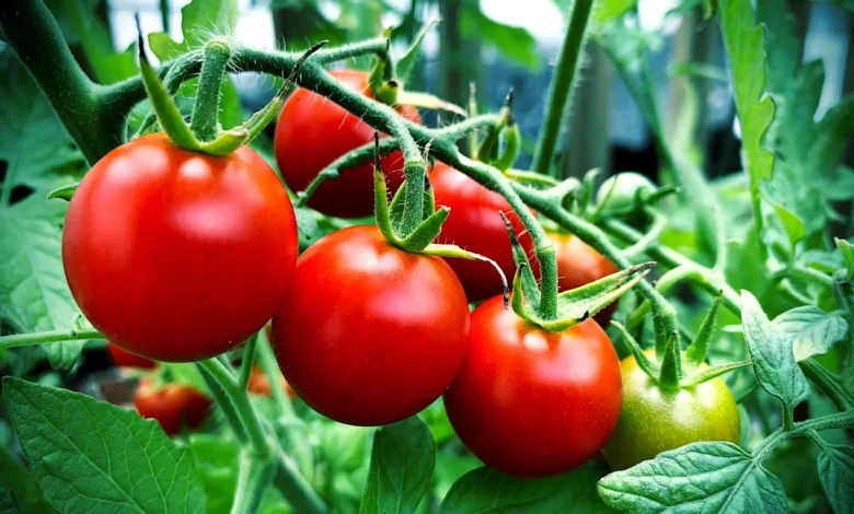 How to Create the Best Soil for Tomatoes—and Grow Bigger, Healthier Plants