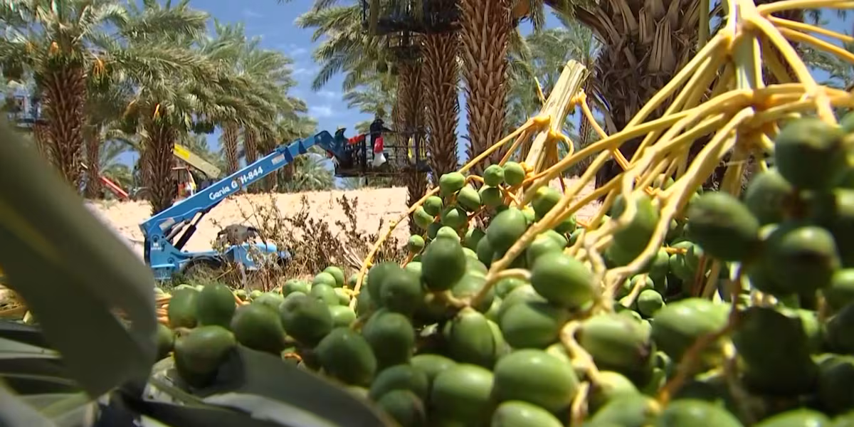 Intense desert heat helps Yuma date farms kick off harvest early