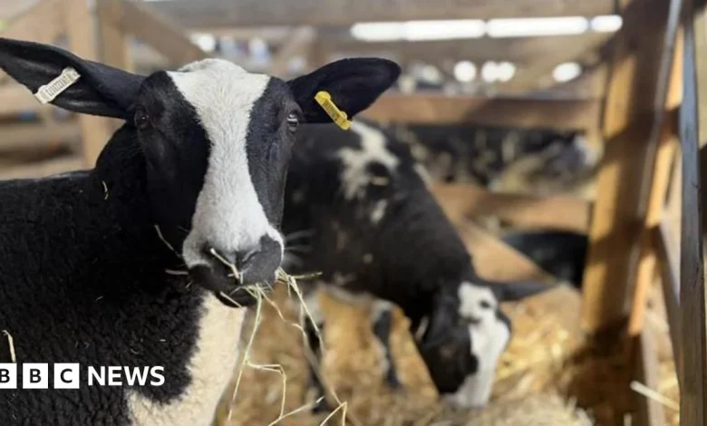 Is it going to be sunny at the Suffolk Show?