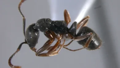 Is the venomous Asian needle ant found in Florida? Where it was spotted