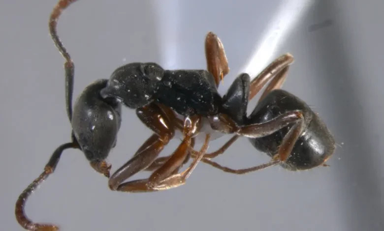 Is the venomous Asian needle ant found in Florida? Where it was spotted