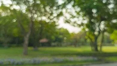Judge warns park violence 'all too common' as teen admits 'disgraceful' robbery