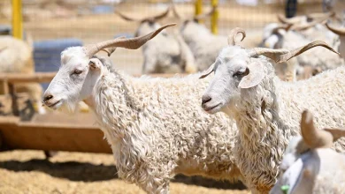 Kurban Bayramı yarın başlıyor