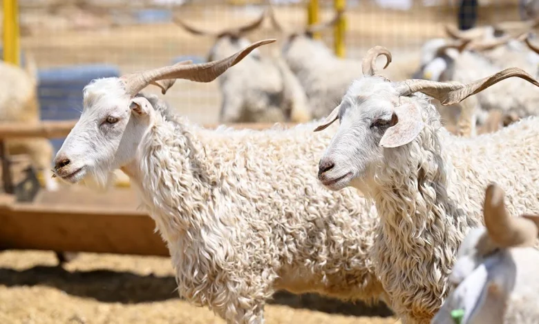 Kurban Bayramı yarın başlıyor