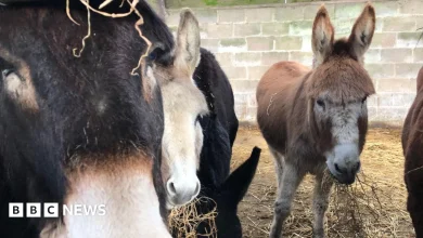 Leatherhead Donkey Derby cancels racing over bank holiday weather