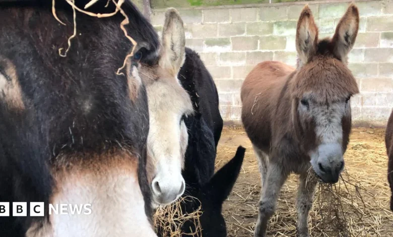 Leatherhead Donkey Derby cancels racing over bank holiday weather