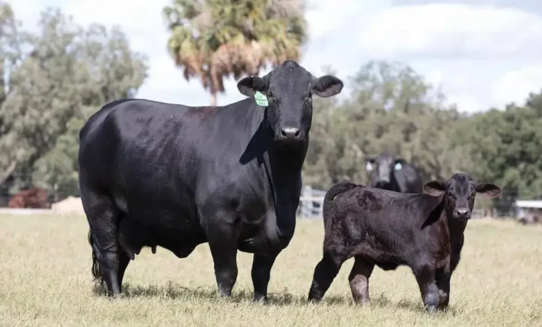Lightning strike kills cattle on Marion County farm, NWS says