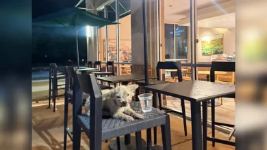 Little Poodle Waits All Night On Starbucks Patio For Someone To Notice Him
