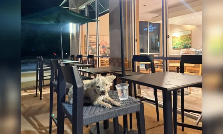Little Poodle Waits All Night On Starbucks Patio For Someone To Notice Him