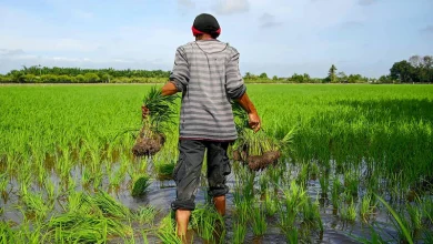 Malaysia eyes cloud seeding as drought drags on