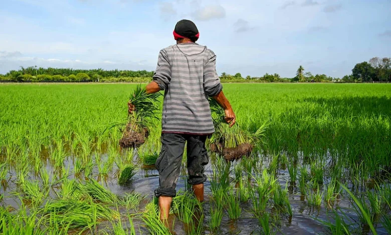 Malaysia eyes cloud seeding as drought drags on
