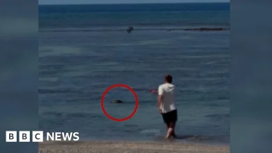 Man detained after throwing rock at seal in Hawaii
