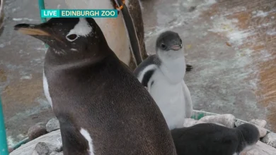 Meet the ADORABLE new additions to Edinburgh Zoo