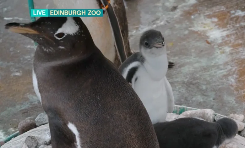Meet the ADORABLE new additions to Edinburgh Zoo