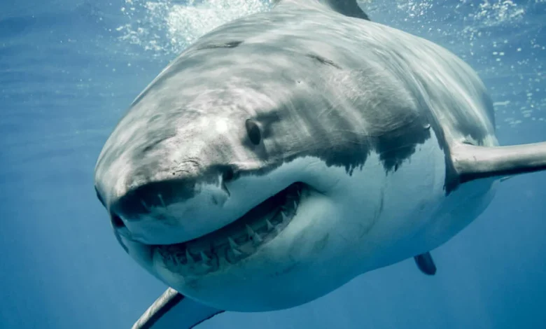 Megalodon chums the waters in 5.5K+ GitHub repo poisonings
