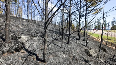 More than 30 buildings burned by Stewart Trail Fire near Two Harbors; Highway 61 still closed